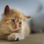 cat, animal, sad, cute, small, sweet, pet, kitten, young, furry, feline, brown cat, brown pets, cat, cat, cat, cat, cat