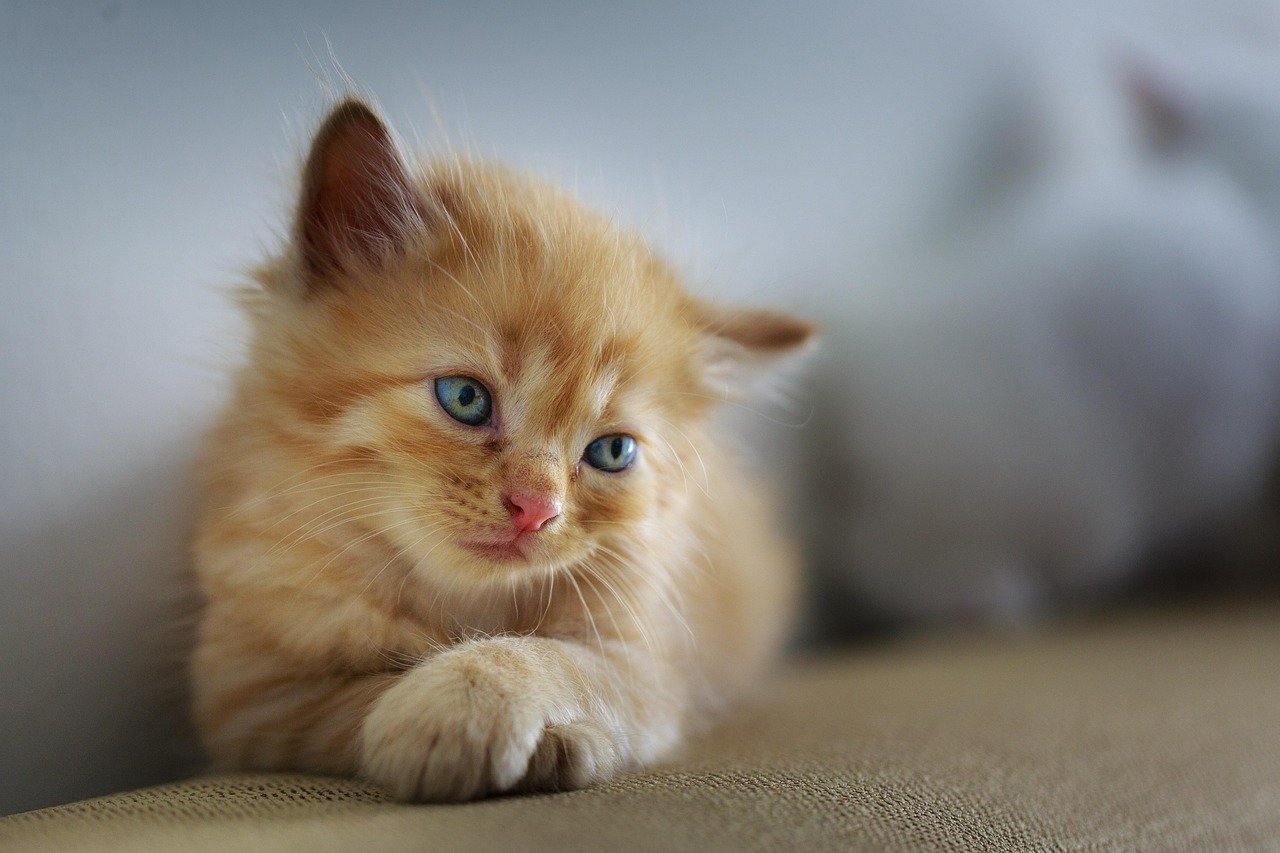 cat, animal, sad, cute, small, sweet, pet, kitten, young, furry, feline, brown cat, brown pets, cat, cat, cat, cat, cat