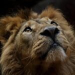 lion, animal, mane, mammal, predator, wildlife, safari, zoo, wildlife photography, wilderness, close up, nature, lion, lion, lion, lion, lion