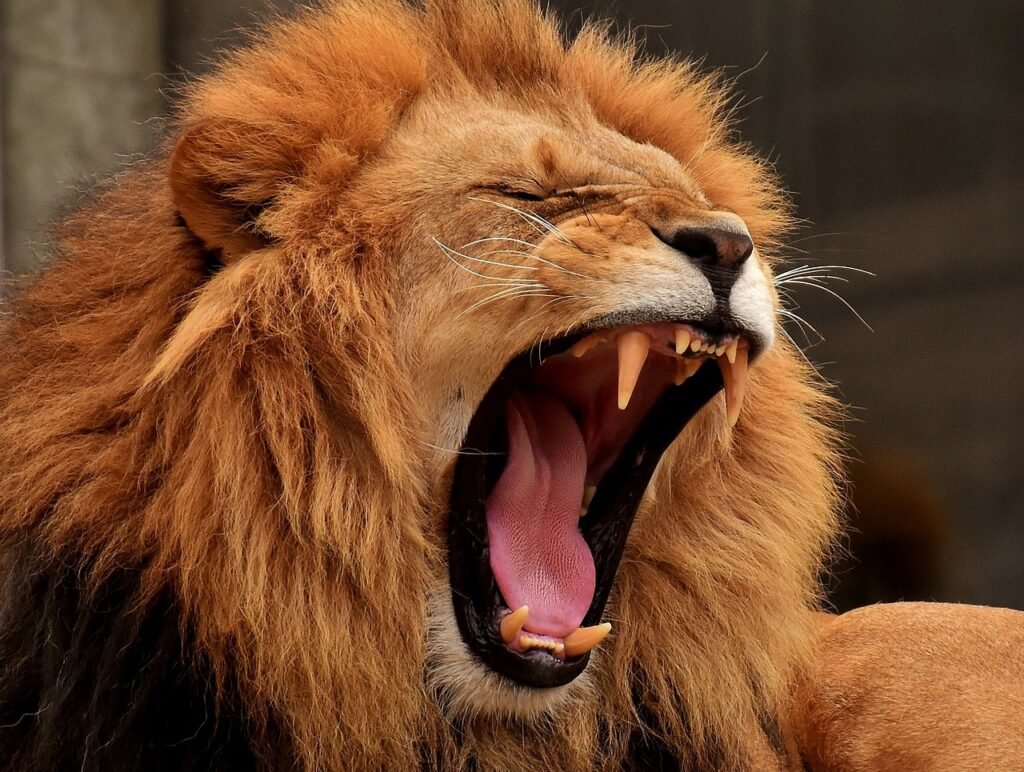 The Impact of Habitat Loss on Big Cat Populations