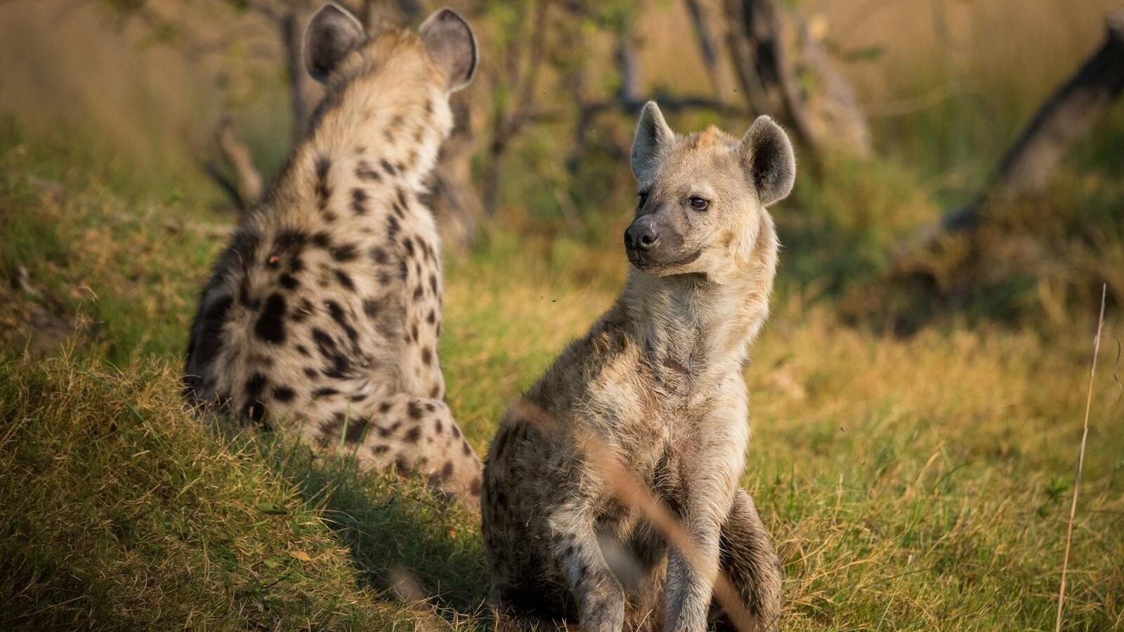 Two spotted hyenas sit on grassy terrain, one facing away while the other looks alertly to the side. Their upright ears and attentive postures suggest vigilance and awareness of their surroundings.