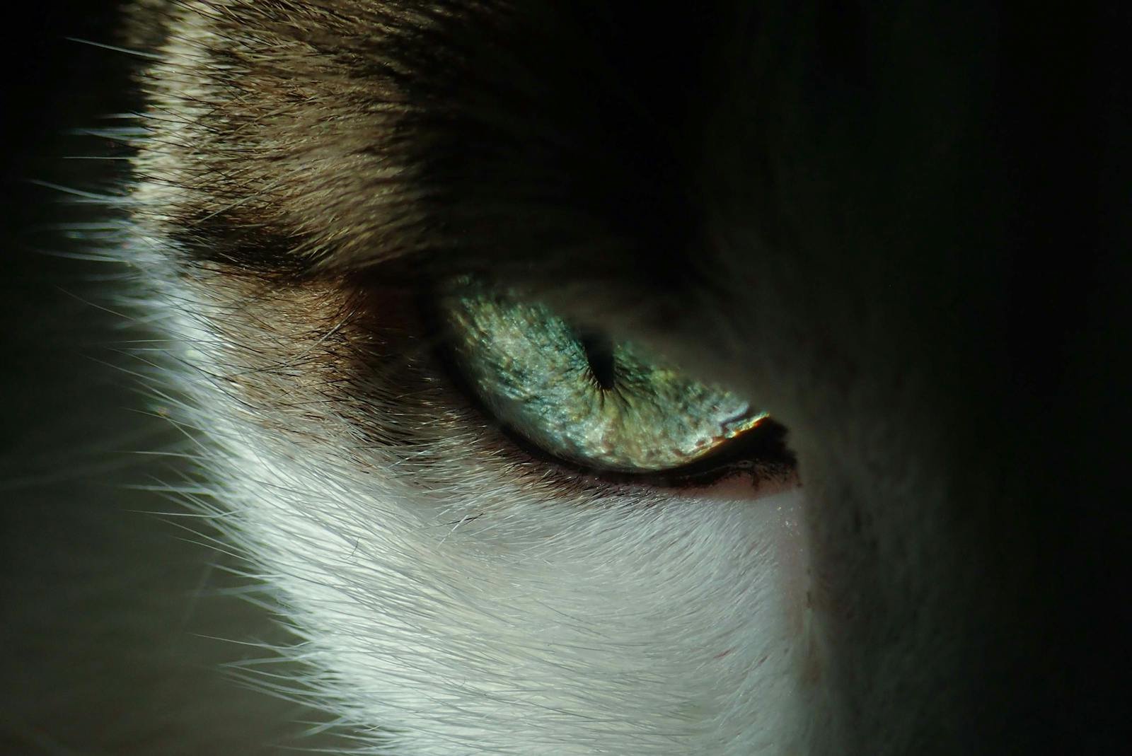 Photo by Francesco Ungaro Cats see: Intense close-up of a cat's eye showing detailed texture and color.