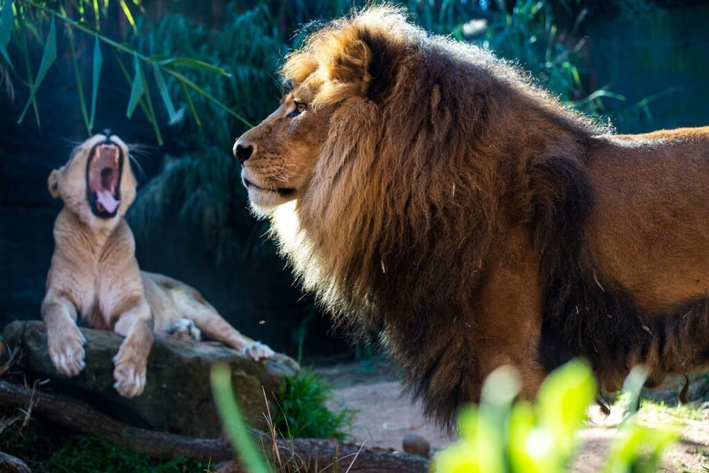 The Impact of Trophy Hunting on Big Cat Populations
