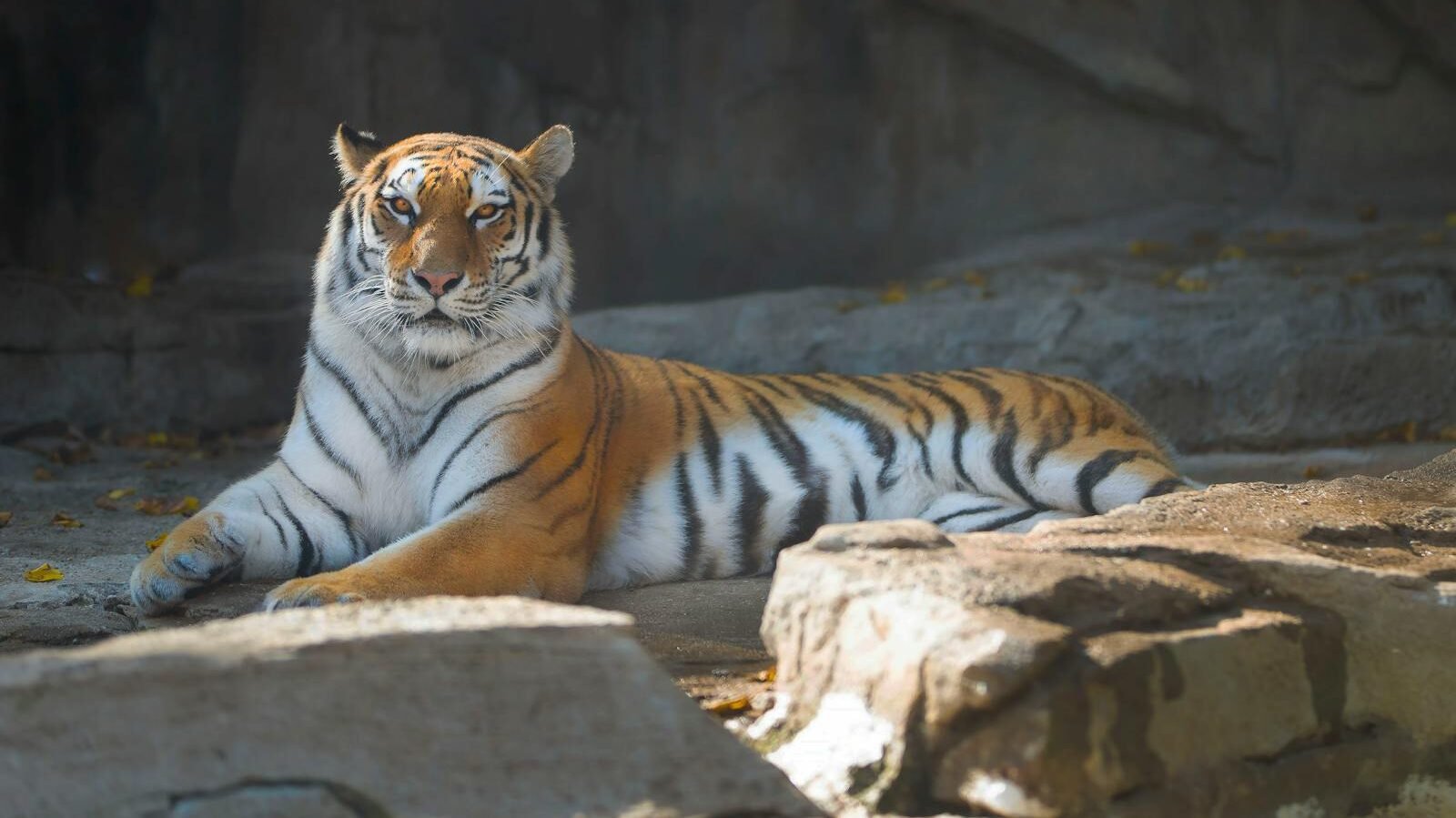 A majestic tiger lying on a rocky surface, gazing confidently into the distance, surrounded by a natural habitat.