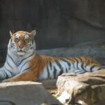 A majestic Bengal tiger with striking orange and black stripes rests on rocky terrain, exuding strength, grace, and dominance in its natural habitat.