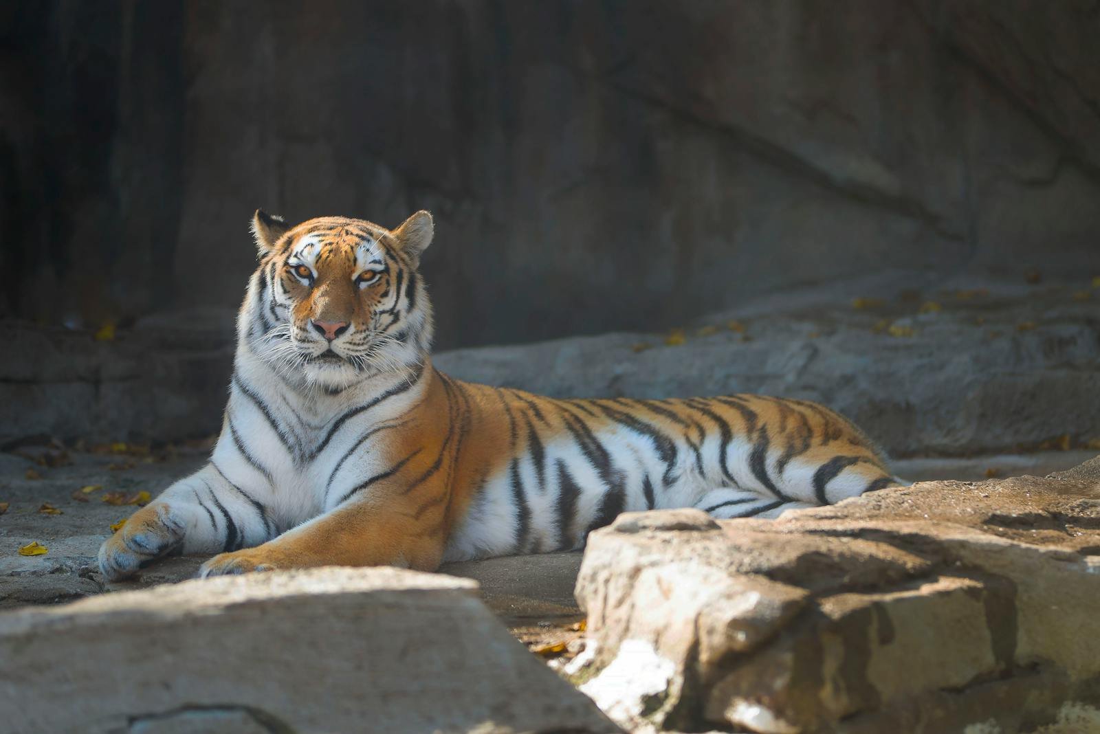 A majestic Bengal tiger with striking orange and black stripes rests on rocky terrain, exuding strength, grace, and dominance in its natural habitat.
