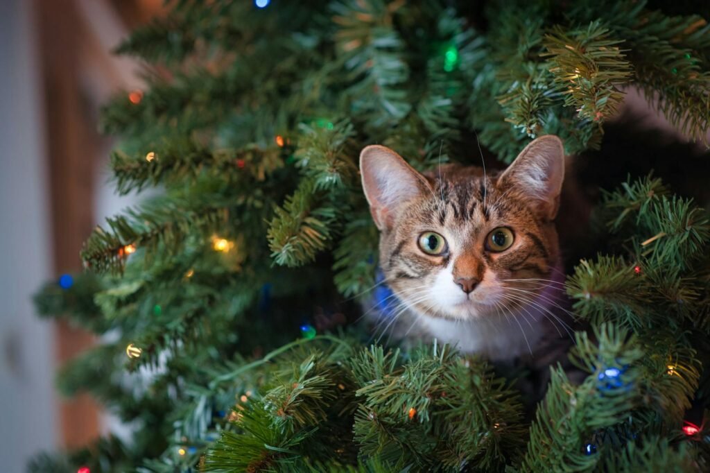 Cute tabby cat peeking through a decorated Christmas tree with colorful lights indoors.
