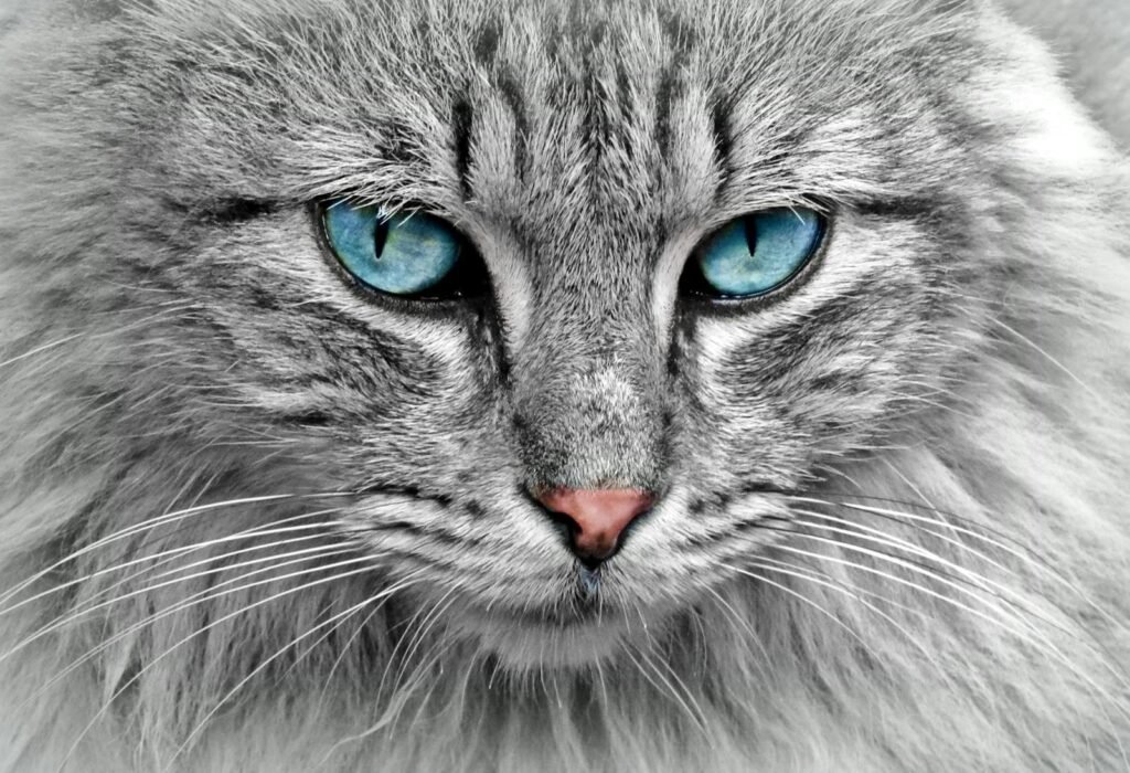  Cats Develop Unbreakable Bonds