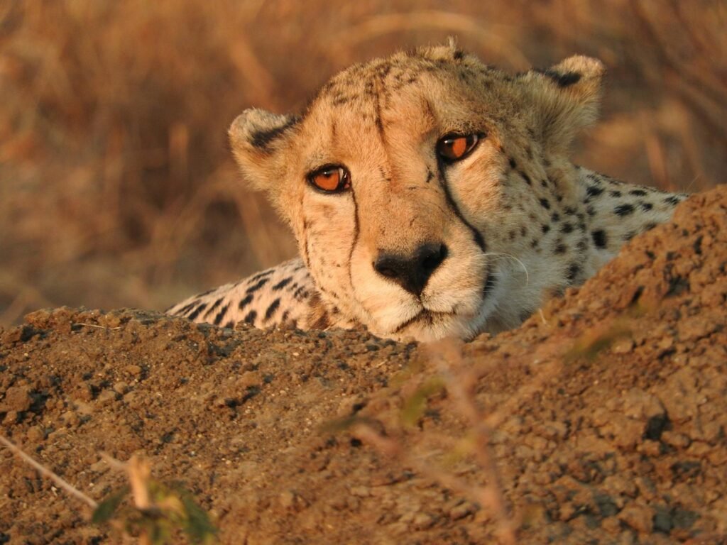 Cheetah