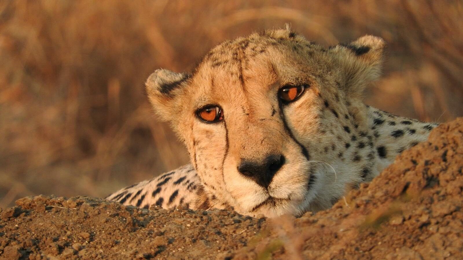 Cheetah resting in Madikwe, showcasing its piercing gaze amidst the natural habitat.