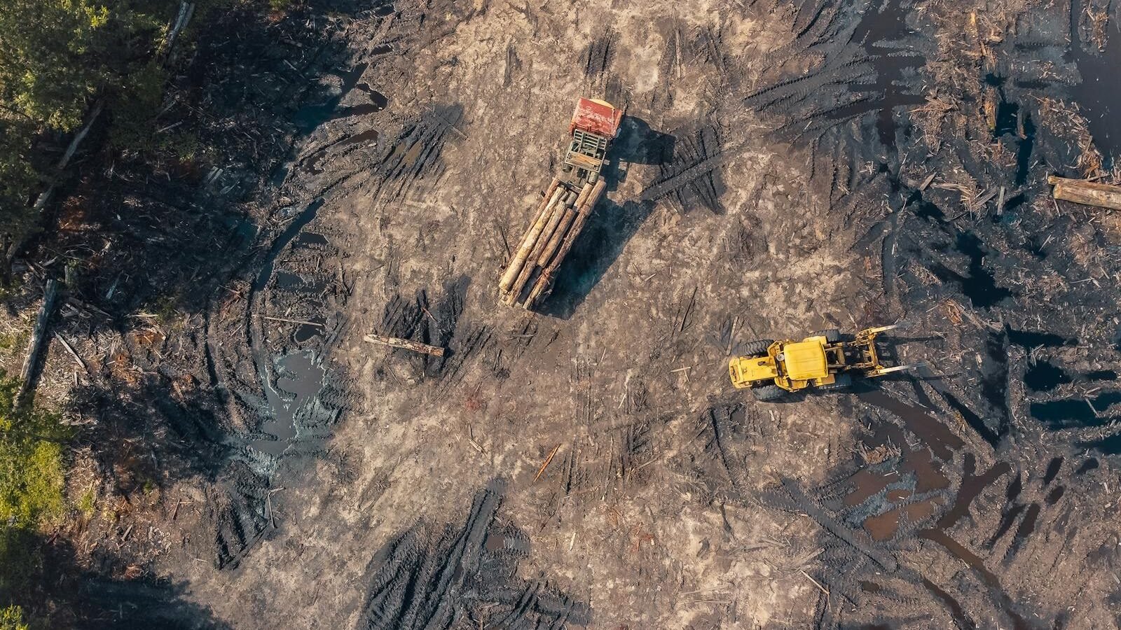 Aerial view of deforestation showing heavy machinery clearing land, impacting ecosystems and reducing natural food sources for wildlife.
