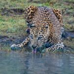 leopard drinking water on water during daytime