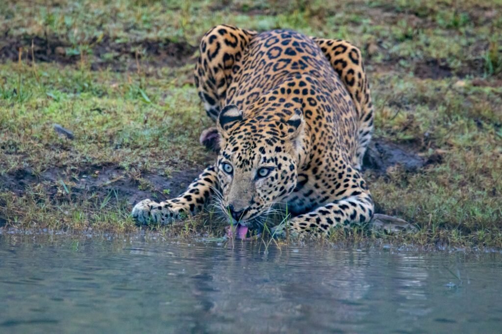 Big cats are among the most fascinating creatures on the planet, often drawing attention due to their strength, beauty, and mystique.