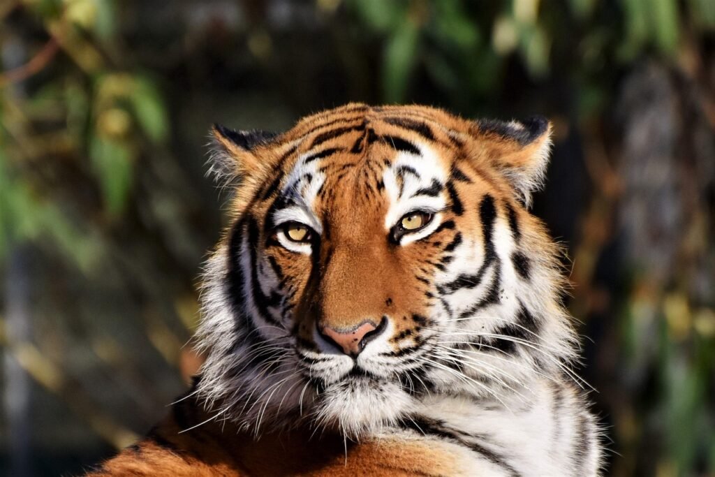 The Impact of Habitat Loss on Big Cat Populations