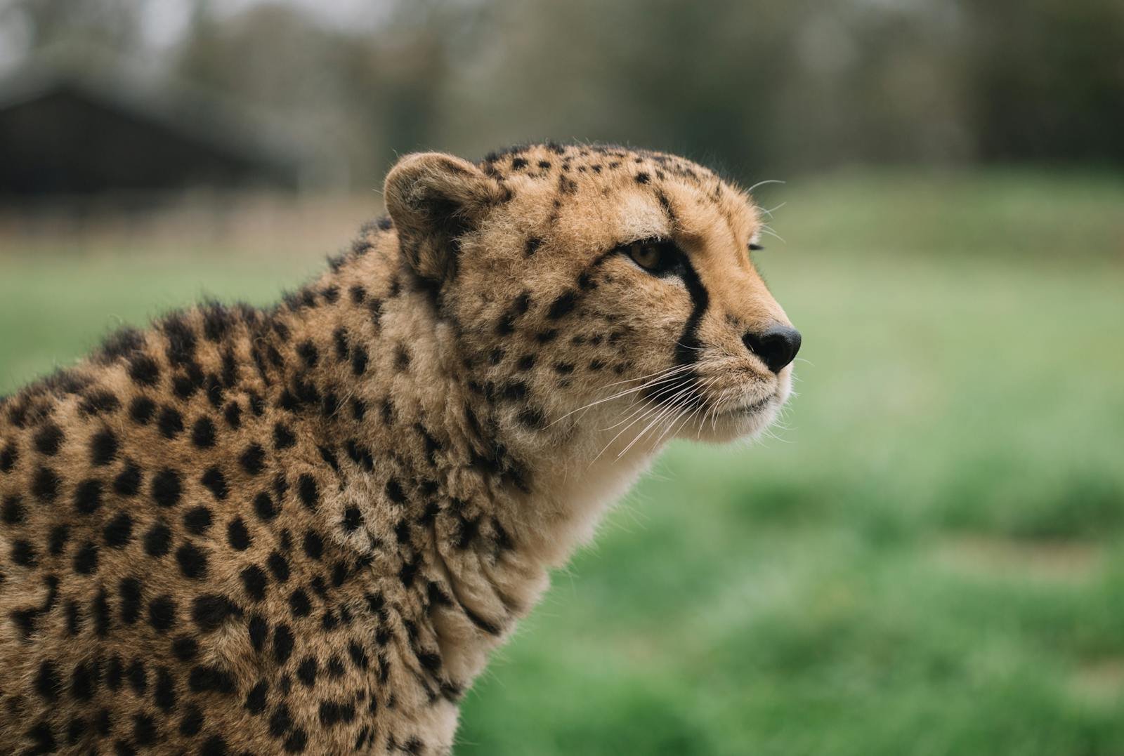 Photo by Ellie Burgin Side view of calm cheetahs looking away against blurred green lawn of national park enclosure