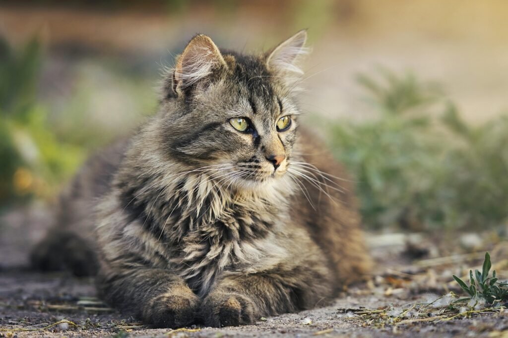 science behind why cats always land on their feet