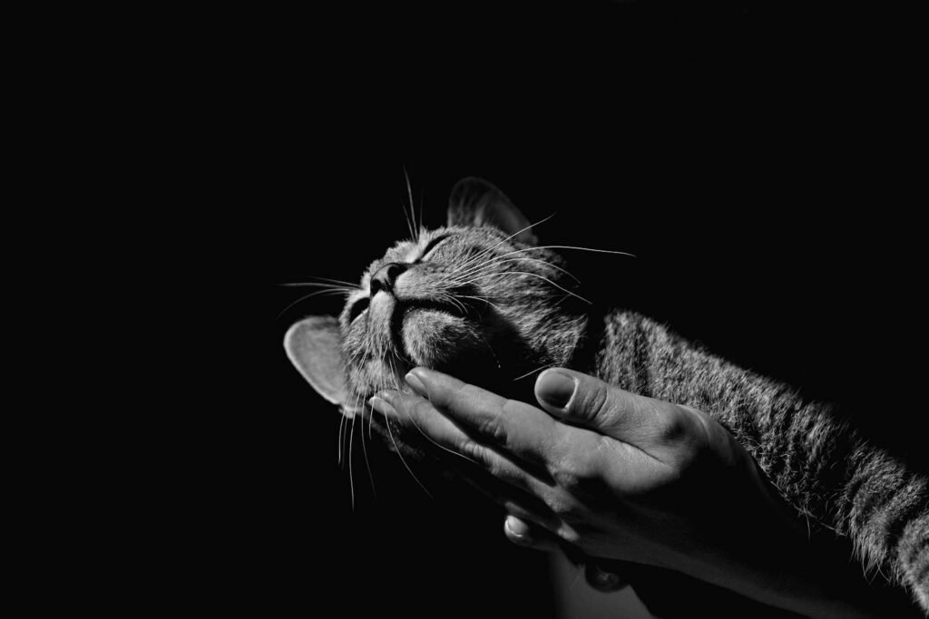 A serene grayscale portrait of a tabby cat enjoying affection in a studio setting.