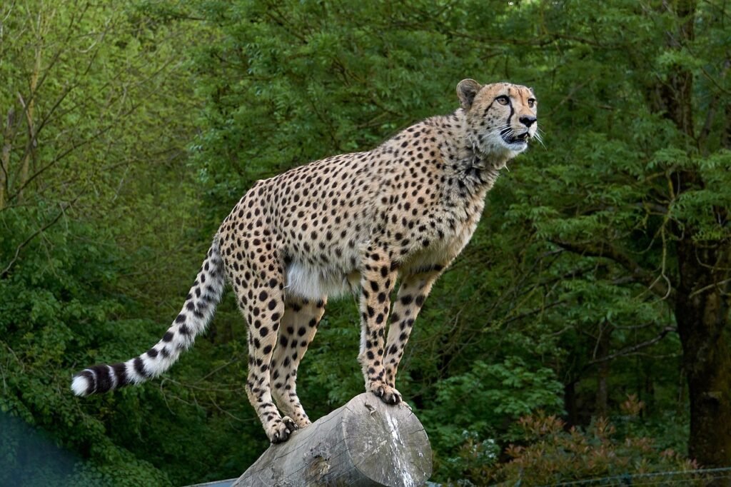 big cat cheetah, predator, africa, big cat, wild animal, speed, safari, zoo, wild, keeping an eye out, watch, ready, aggressive, cheetah, cheetah, cheetah, cheetah, cheetah
