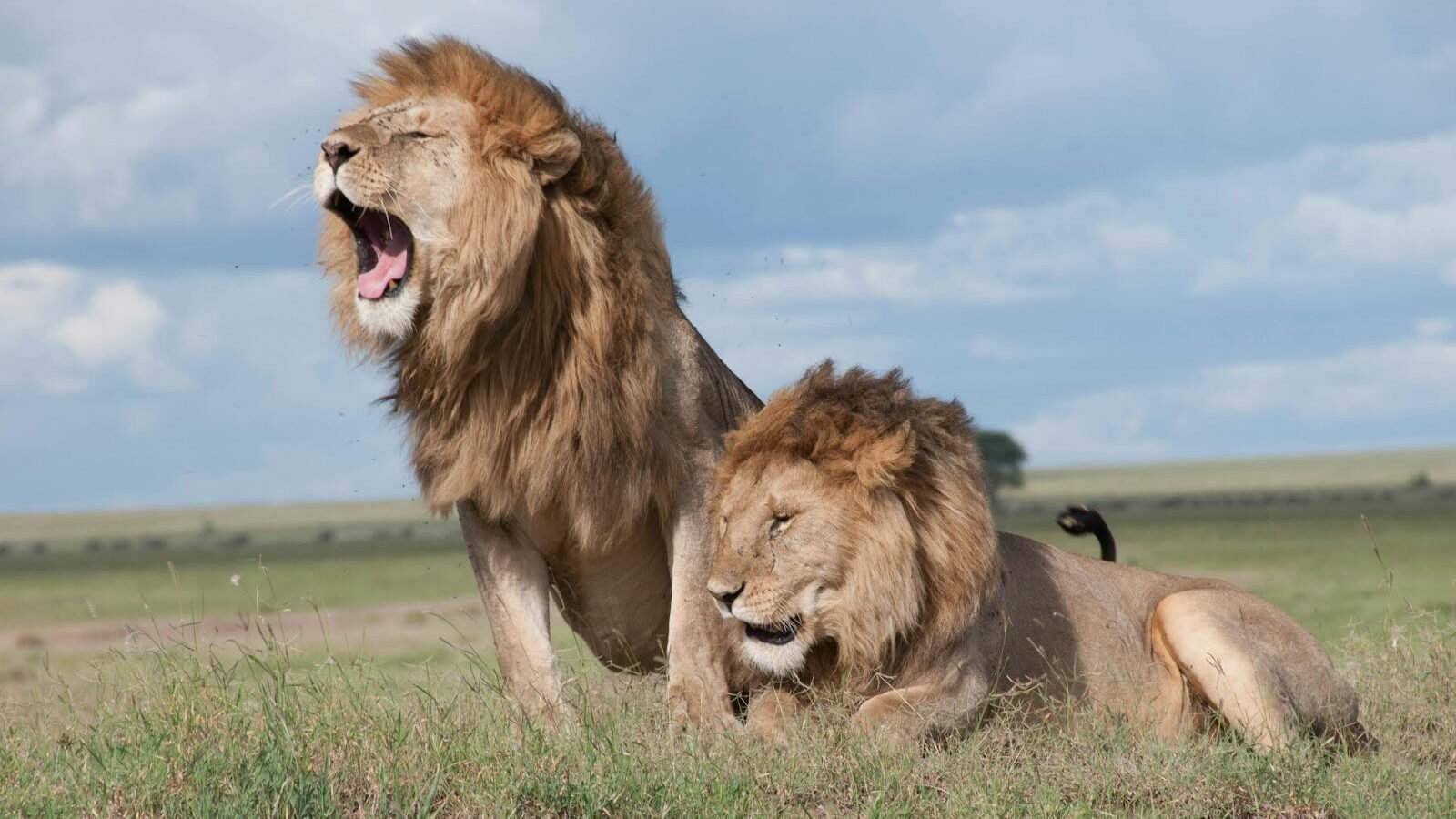 Two majestic lions roaring and relaxing in the vast savanna of Tanzania, showcasing wildlife in their natural habitat.