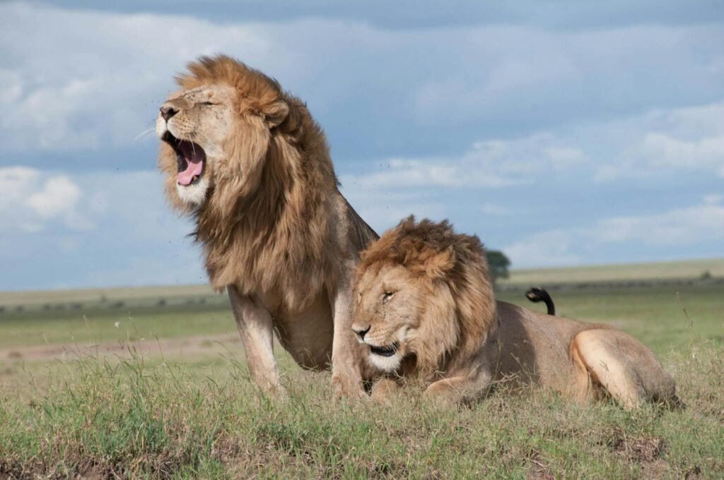 Two majestic male lions with thick manes rest in the open grasslands, one roaring powerfully, showcasing dominance in the vast African savanna.