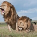 Two majestic male lions with thick manes rest in the open grasslands, one roaring powerfully, showcasing dominance in the vast African savanna.