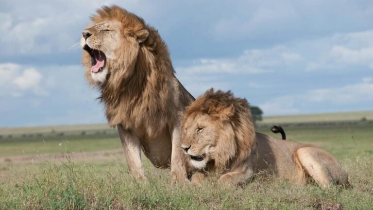 Two majestic male lions with thick manes rest in the open grasslands, one roaring powerfully, showcasing dominance in the vast African savanna.