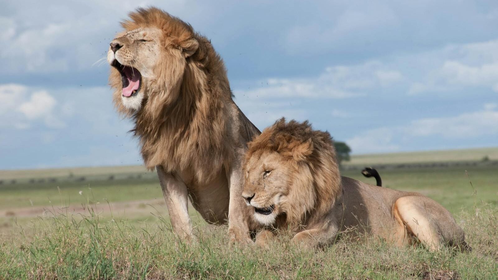 Two majestic male lions with thick manes rest in the open grasslands, one roaring powerfully, showcasing dominance in the vast African savanna.
