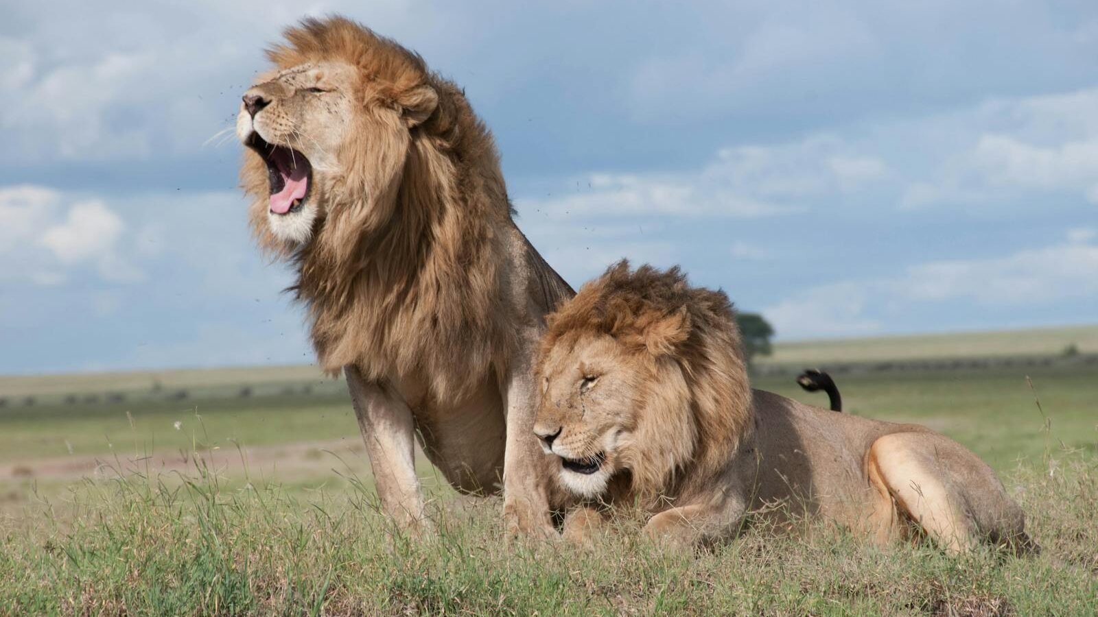 Two majestic male lions resting on a grassy plain, with one roaring and the other lying calmly, showcasing the dominance and social behavior of lions in the wild.