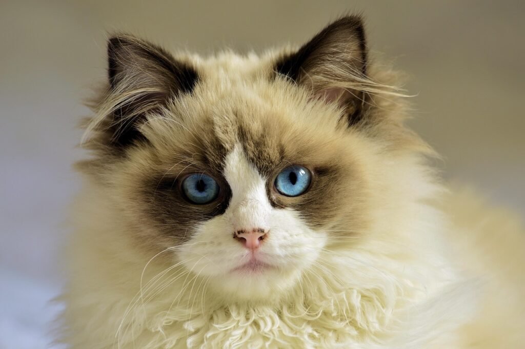 Science Behind Why Cats Are Obsessed