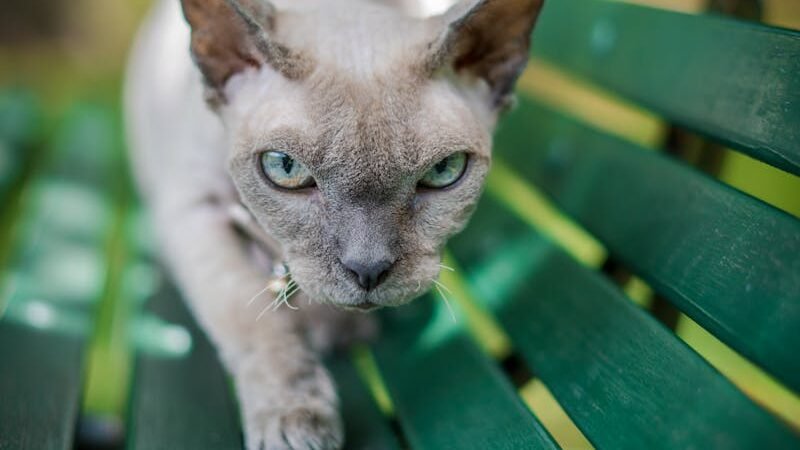 A light-colored short-legged cat with blue eyes is walking on a green bench, looking intently ahead. Its body is sleek and it seems to be in motion.