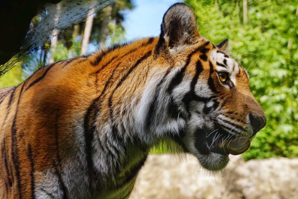 How Big Cats Use Their Sense of Smell to Hunt at Night