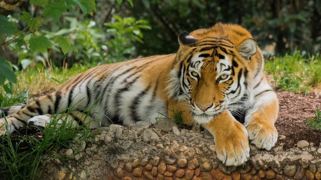 tiger are revered in different cultures