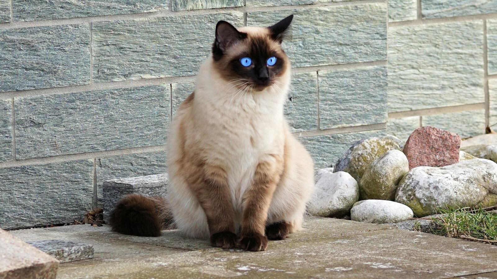 A striking Siamese cat with deep blue eyes sits gracefully near a stone wall, its gaze reflecting curiosity and intelligence.