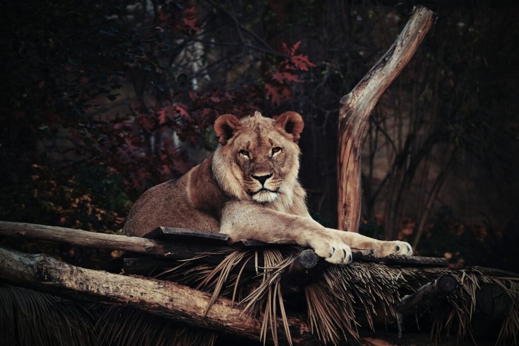 The Role of Big Cats in Indigenous Legends and Stories