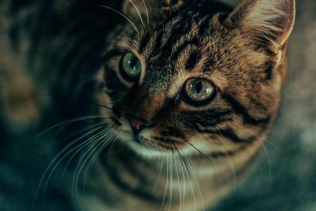 Cat Breeds That Look Like They Belong in the Wild