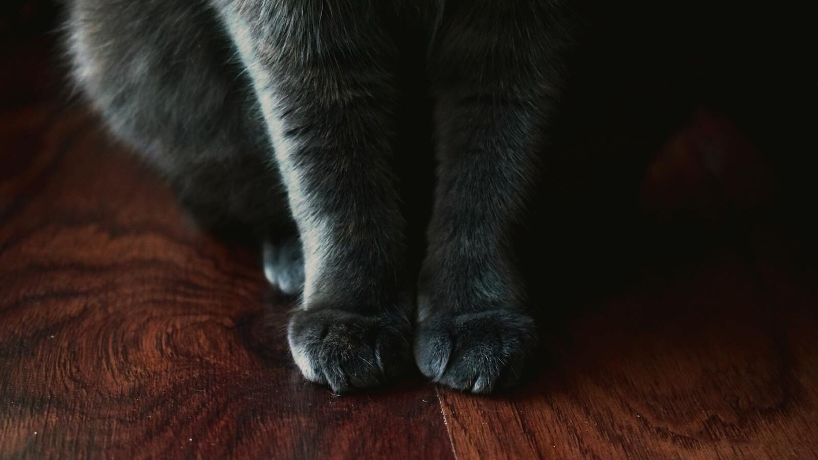 A close-up of a black cat's front paws resting on a polished wooden floor, highlighting the soft paw pads and sleek fur.