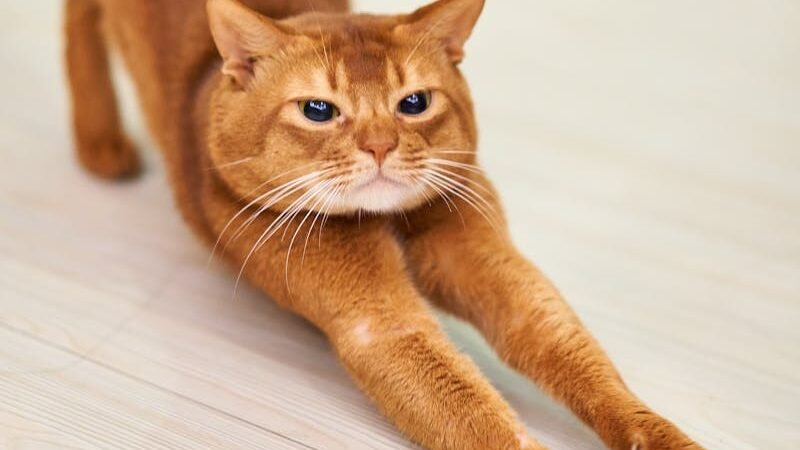 A sleek and muscular Abyssinian cat with a rich golden coat stretches on a wooden floor, showcasing its agility, intelligence, and energy.