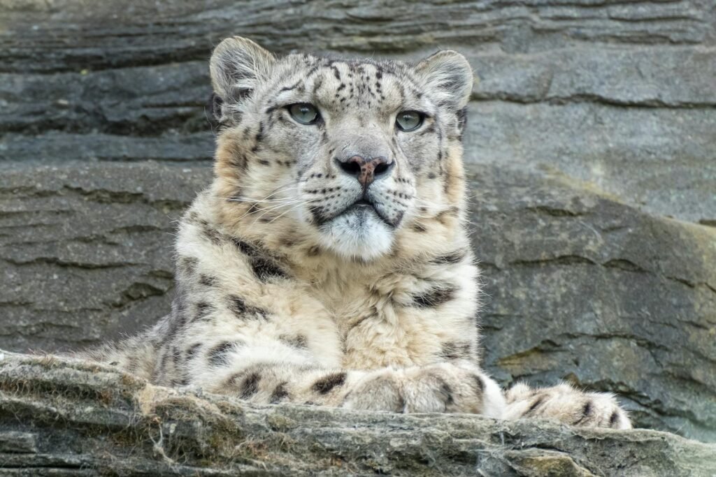Close-up of a snow leopard resting against rocky terrain, showcasing its beauty and elegance.