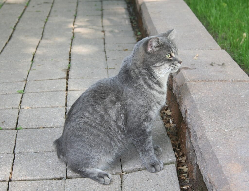 cat, grey, pet, no tail, animal, domestic, feline, manx, manks, tailless cat, domestic cat, manx, manx, manx, manx, manx