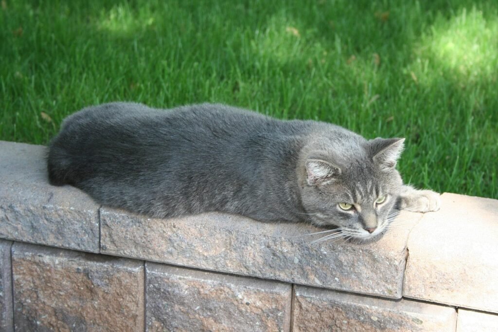 cat, grey, pet, animal, domestic, feline, house cat, manx, manks, domestic cat, tailless cat, manx, manx, manx, manx, manx