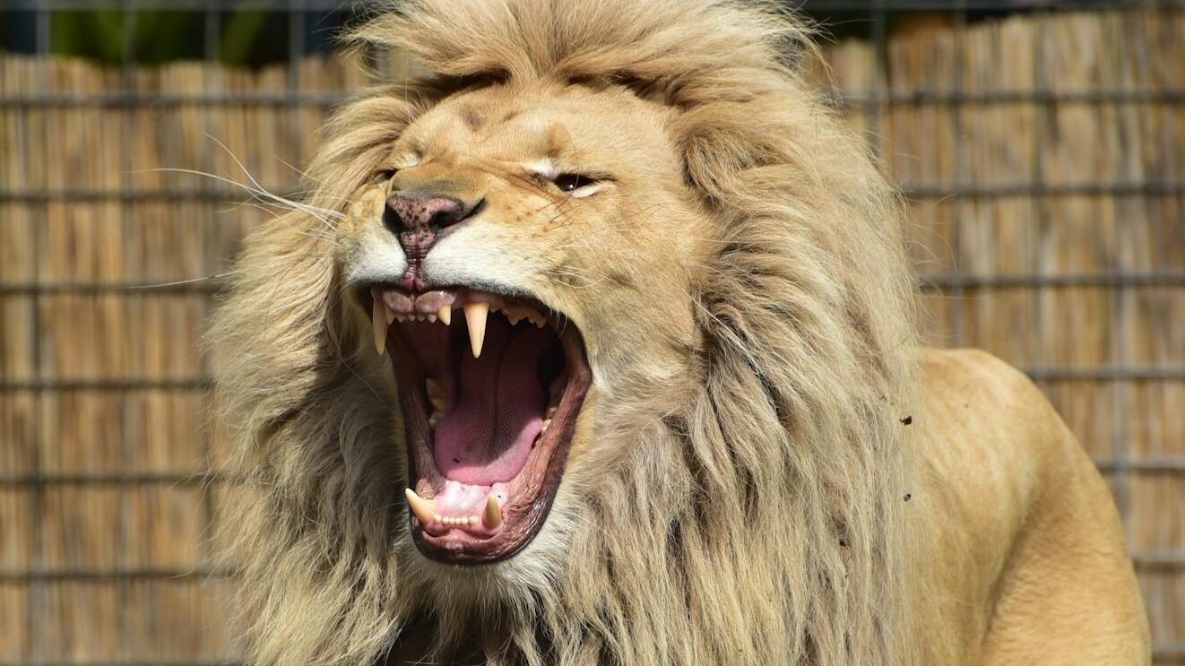 A majestic lion with a thick, golden mane roars fiercely, displaying its dominance and power in its territory.