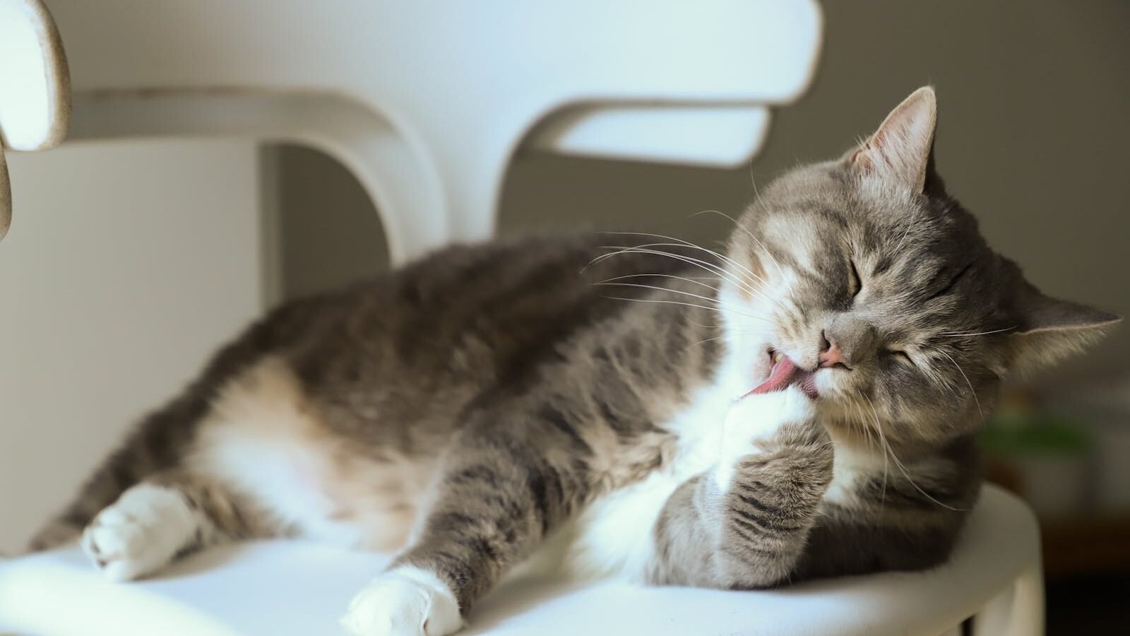 A cat sitting on a chair, licking its paw while grooming. The cat appears relaxed, with its eyes closed and focused on cleaning itself.
