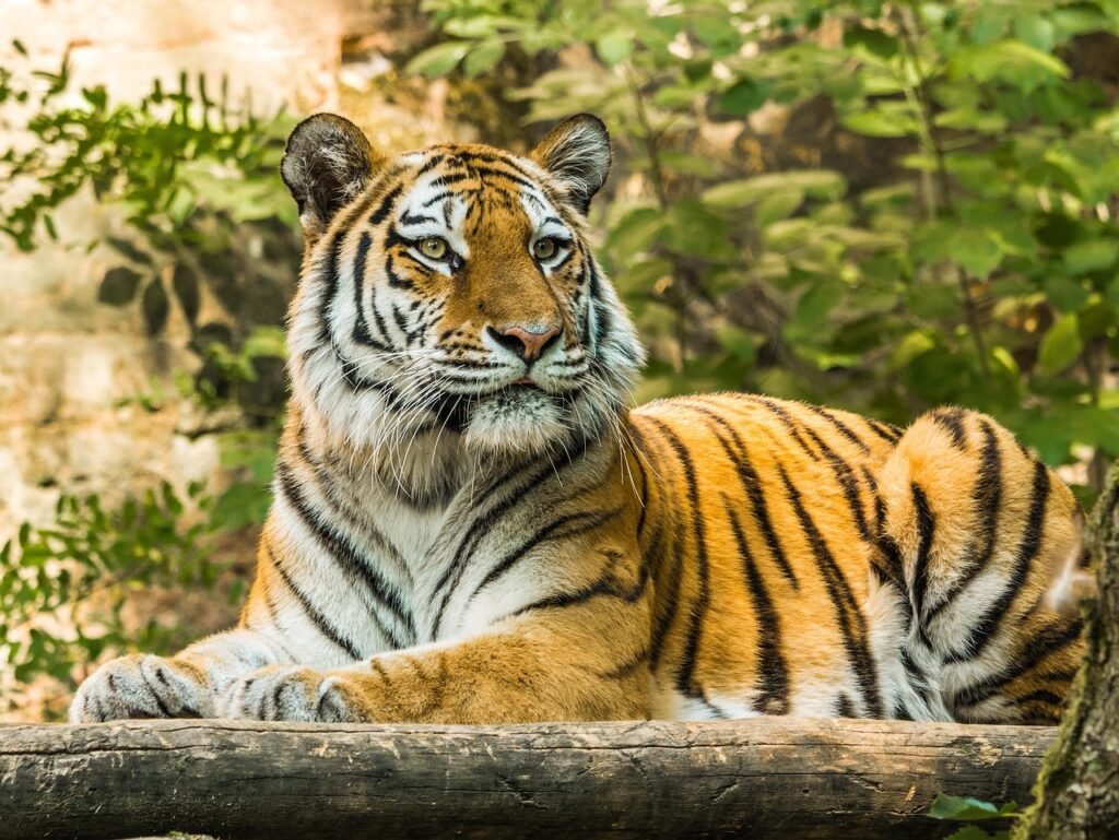 tiger are revered in different cultures