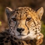fact about cheetahs