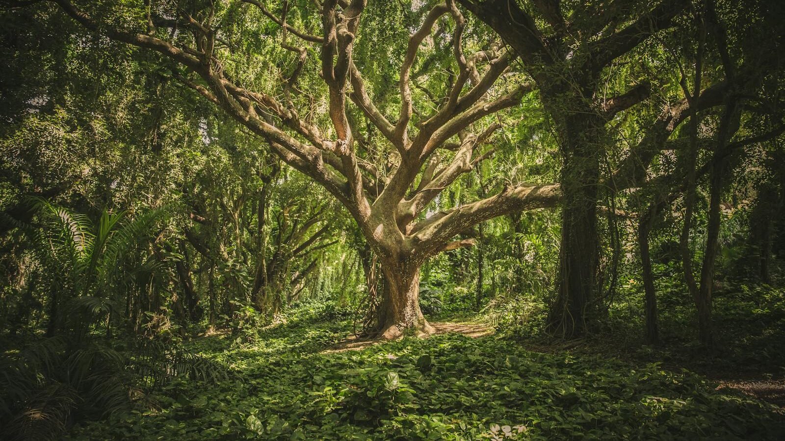 A dense forest with a large, sprawling tree in the center, surrounded by lush greenery and thick foliage, representing the role of forests in climate regulation.