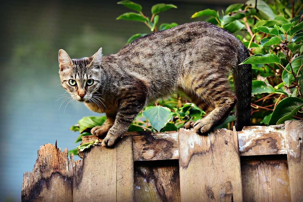 Cat Communication cat, pet, feline, nature, animal, fur, whiskers, kitty, domestic, domestic cat, cat portrait, animal world, fence, cat, cat, cat, cat, cat