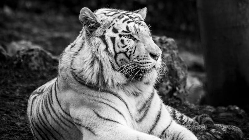 A black-and-white photograph of a majestic white tiger lying gracefully on the ground, showcasing its striking stripes and calm demeanor in a natural setting.