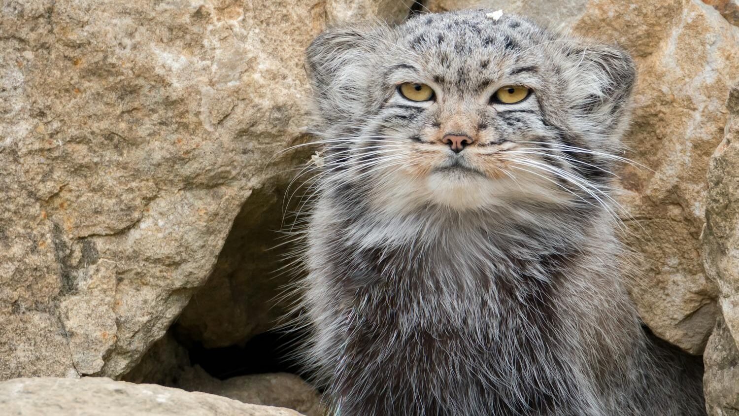 A Pallas's cat peering out from rocky terrain, showcasing its unique fur and whiskers.