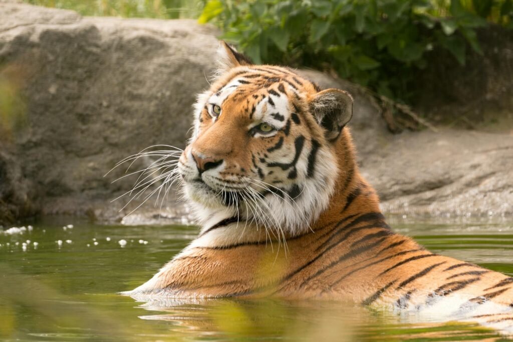 A stunning Bengal tiger enjoying a swim in its natural environment, showcasing its majestic beauty.