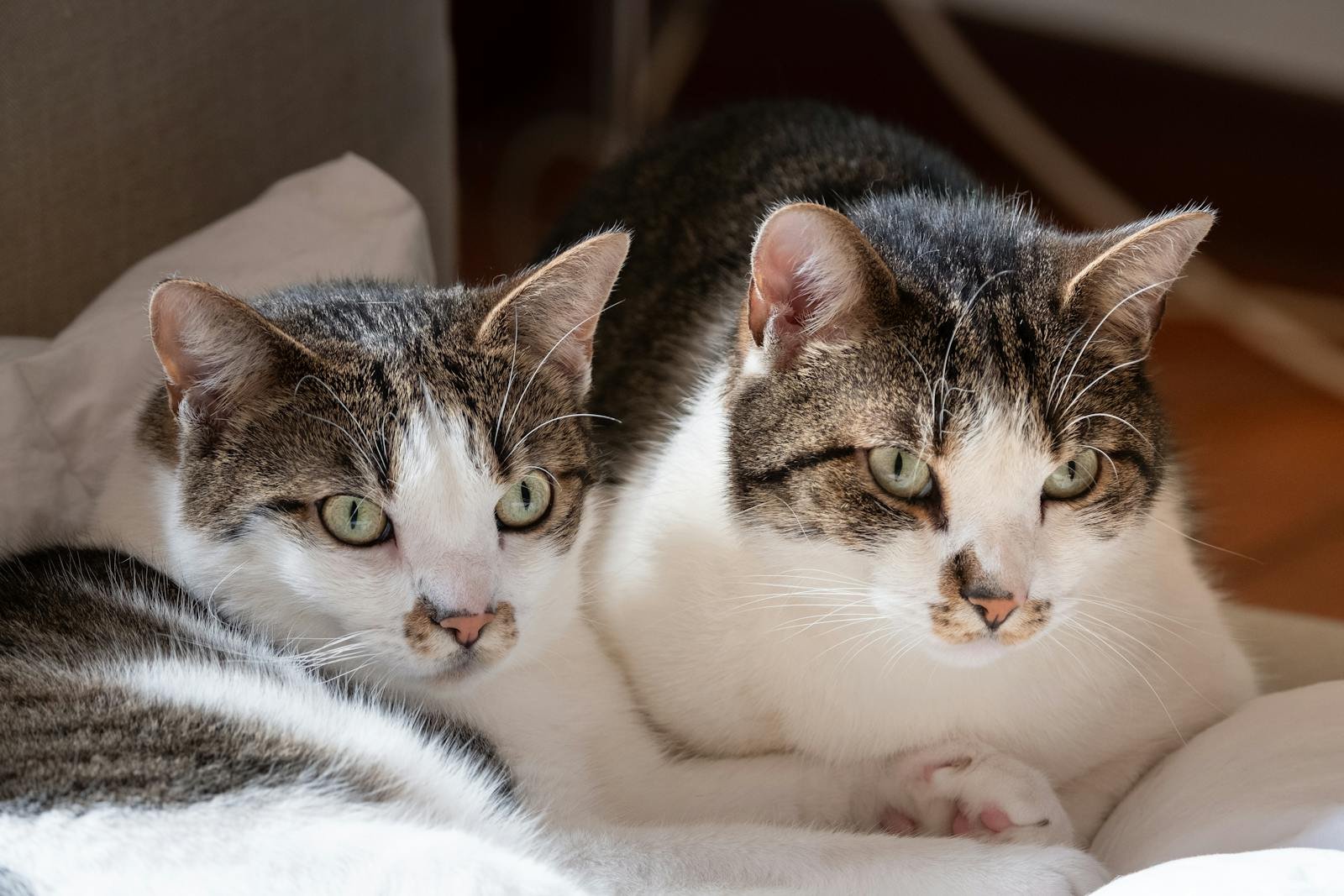 Two tabby and white cats lying close together on a soft surface, both looking attentively in the same direction, illuminated by natural sunlight.